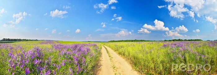 Canvas Panorama van een landwegje en grasvelden