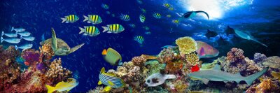 Panorama van koraalrif en vissen