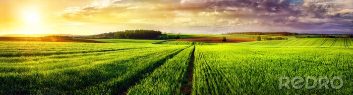 Canvas Panorama zonsondergang van een groen veld