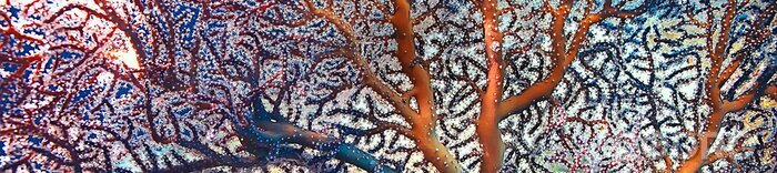 Canvas Panoramisch koraalrif