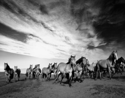 Panoramisch ontwerp met kudde paarden