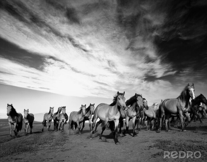 Canvas Panoramisch ontwerp met kudde paarden