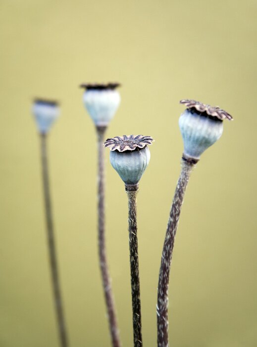 Canvas Papaver zaaddozen