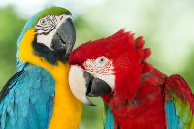 Papegaaien knuffelen elkaar
