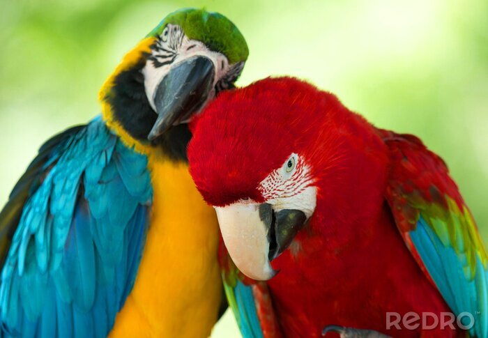 Canvas Papegaaien verliefd