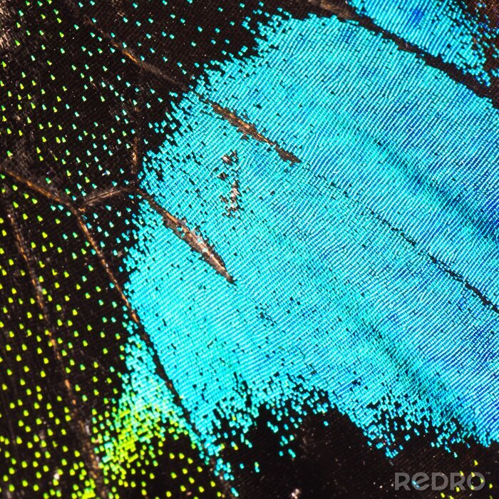 Canvas Parijs pauw vlinder vleugel detail textuur patroon