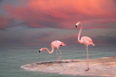 Pastelkleurige flamingo's aan het water