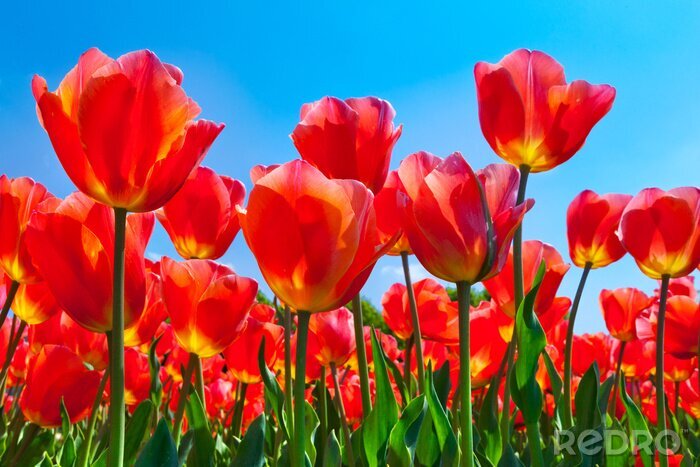 Canvas Patroon met rode bloemen