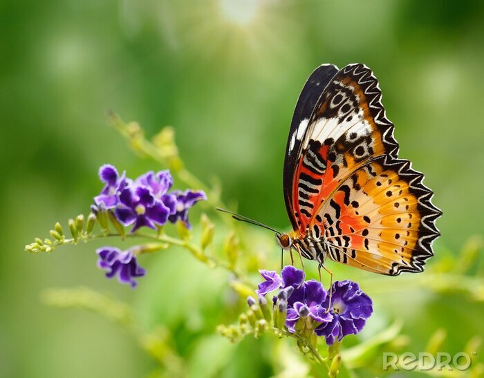 Canvas Patroon vlinder en natuur