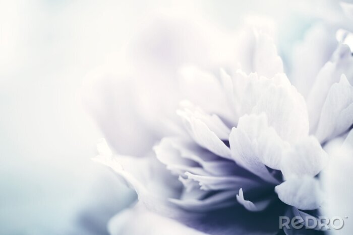 Canvas Peony flowers close-up, soft focus, toned. Gentle floral background