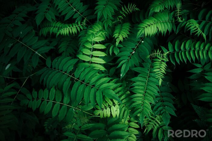 Canvas Perfect Natural  leaves Pattern Beautiful Tropical 