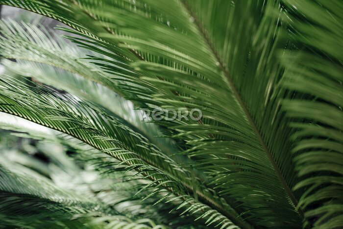 Canvas Perspectief op tropische palmbladeren