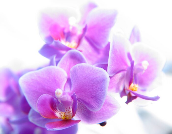 Canvas Phalaenopsis