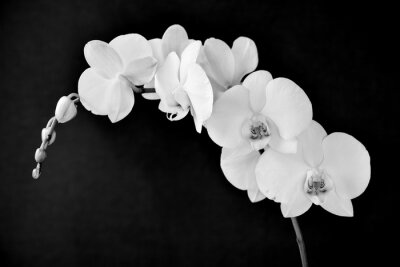 Canvas Phalaenopsis aphrodite orchidee, in zwart-wit
