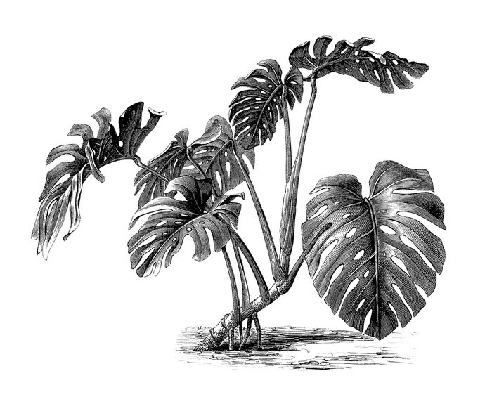 Canvas Philodendron