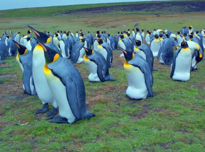 Canvas Pinguïn kolonie