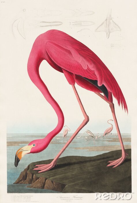 Canvas Pink Flamingo from Birds of America (1827) door John James Audubon (1785 - 1851), geëtst door Robert Havell (1793 - 1878)