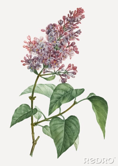 Canvas Pink lilac plant