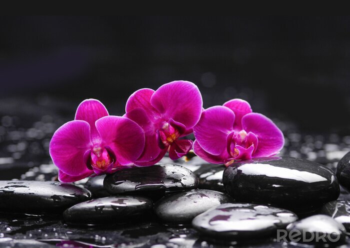 Canvas Pink orchid and stones