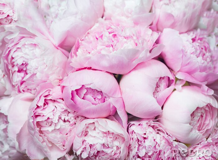 Canvas Pink peonies blossom background. Flowers..