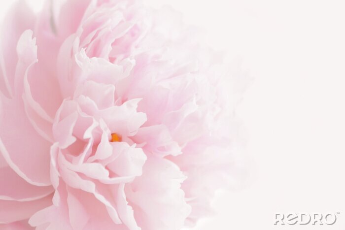 Canvas Pink peony in pastel delicate colors close up.