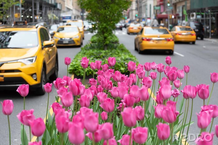 Canvas Pink tulips in bloom along Park Avenue in Manhattan.