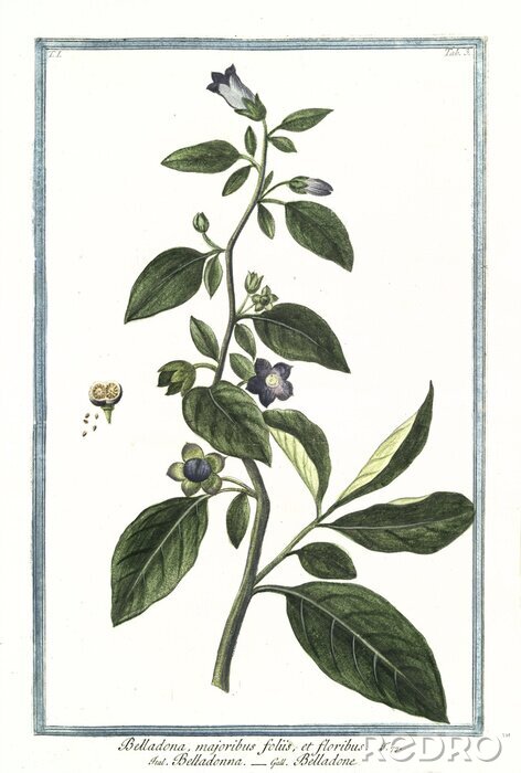 Canvas Plant met paarse bloemen illustratie uit een atlas