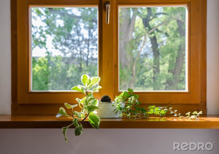 Canvas Planten in pot in het venster - zacht middagzonlicht