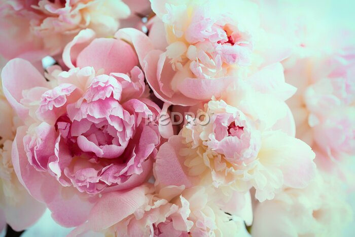 Canvas Pluizig roze pioenrozen bloemen achtergrond