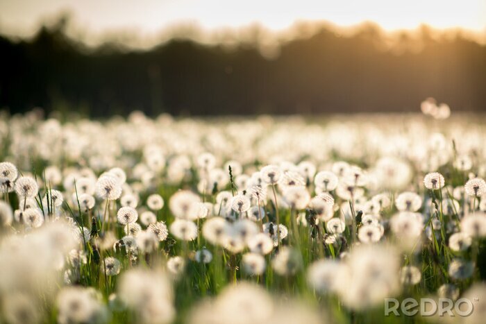 Canvas Pluizige bloemen in de wei bij zonsopgang