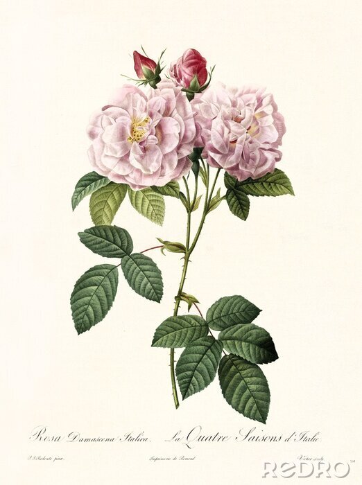 Canvas Pluizige rozen met gele centra