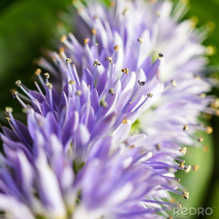 Canvas portret d'enfant