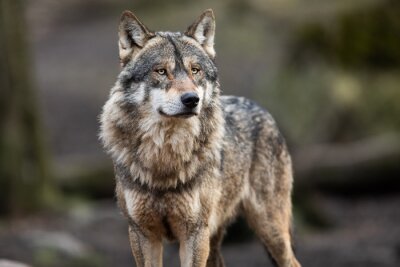 Portret grijze wolf in het bos
