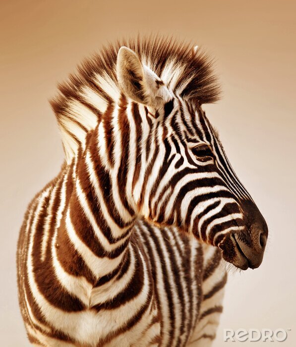 Canvas Portret van een gestreepte zebra