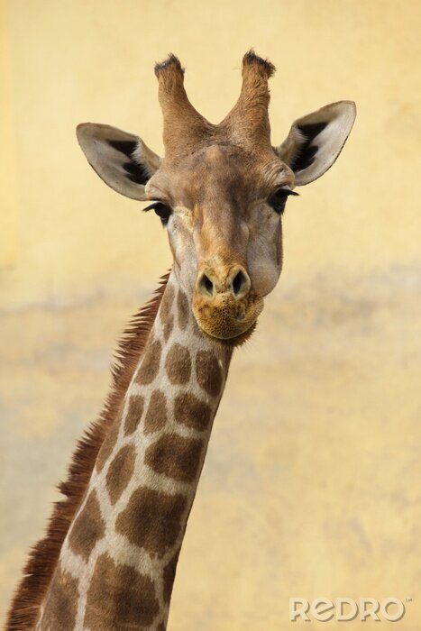 Canvas Portret van een giraf