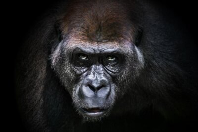 Canvas Portret van een gorilla