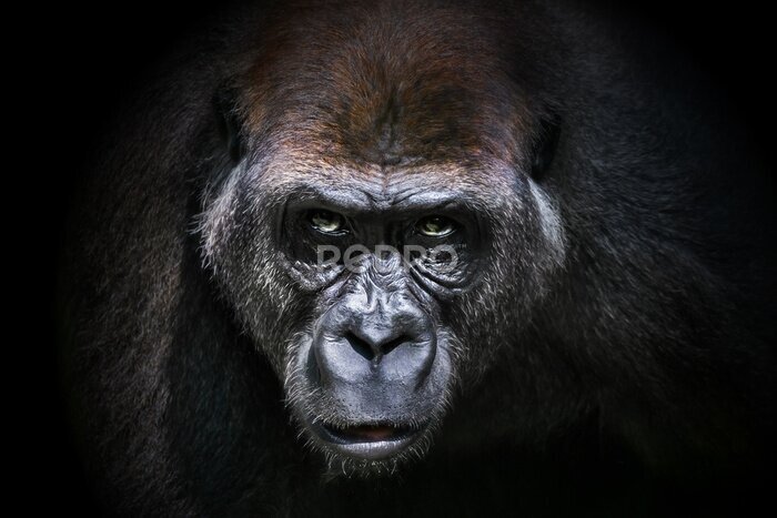 Canvas Portret van een gorilla