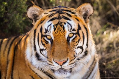 Portret van een tijger in de schaduw
