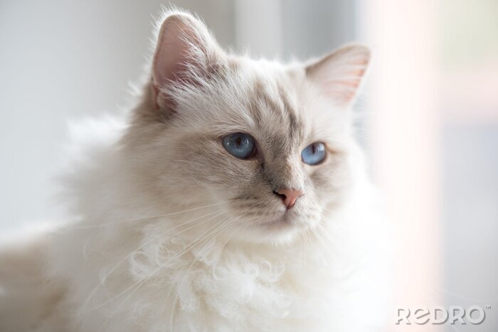 Canvas Portret van een wit katje