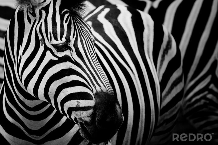 Canvas Portret van mooie zebra
