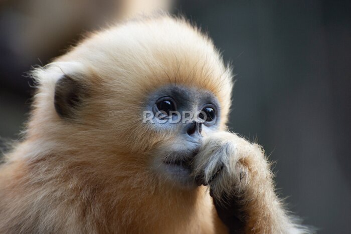 Canvas Portretfoto van een jonge gibbon