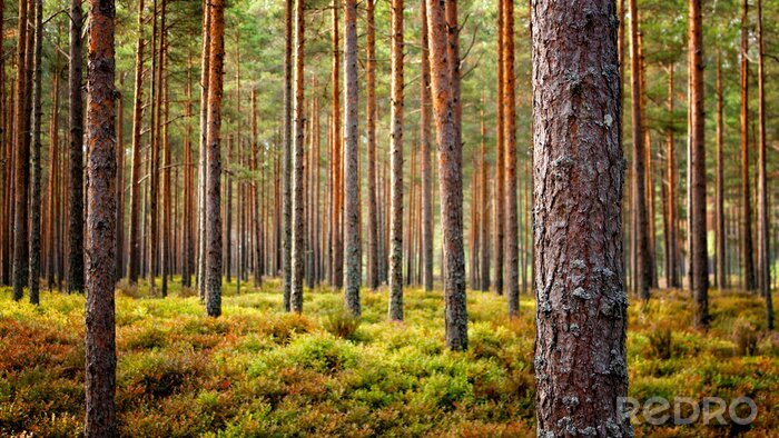 Canvas Prachtig boslandschap in de herfst