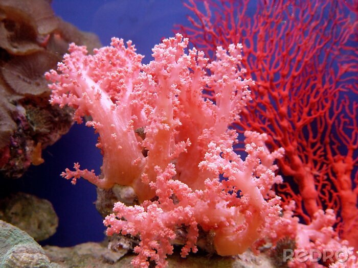 Canvas prachtig koraal