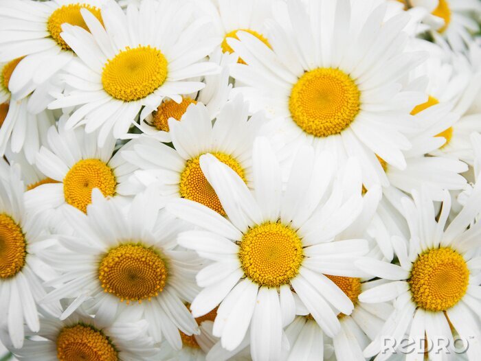 Canvas prachtige daisy bloemen close-up