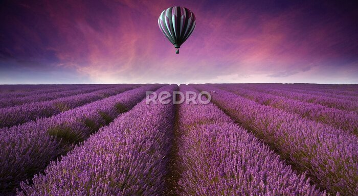 Canvas Prachtige lavendel veld landschap Zomer zonsondergang met hete lucht bal