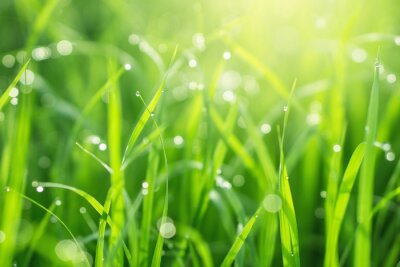 Canvas prachtige natuur groen gras met regendruppels met ochtendzon achtergrond