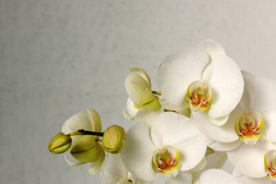 Canvas prachtige orchideeën