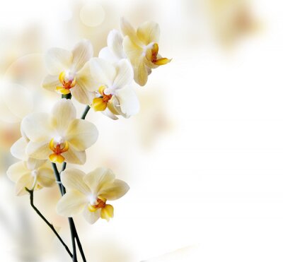Canvas Prachtige orchideeën op een wazige achtergrond