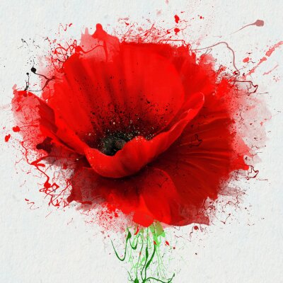 Canvas Prachtige rode poppy close-up op een witte achtergrond, met elementen van de schets en spuitverf, als illustratie voor de omslag van de Notitieblok of notitieboekje, of op kleding drukken