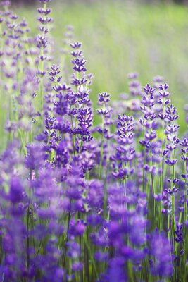 Canvas Provence - lavender field